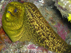 Yellow Moray taken with olympus c-765 by Jun Tagama 